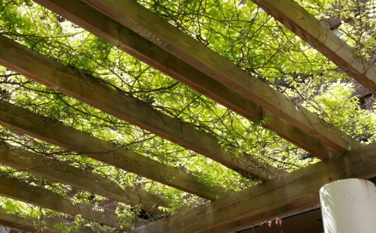 Can You Build A Pergola With Untreated Wood? (Explained)