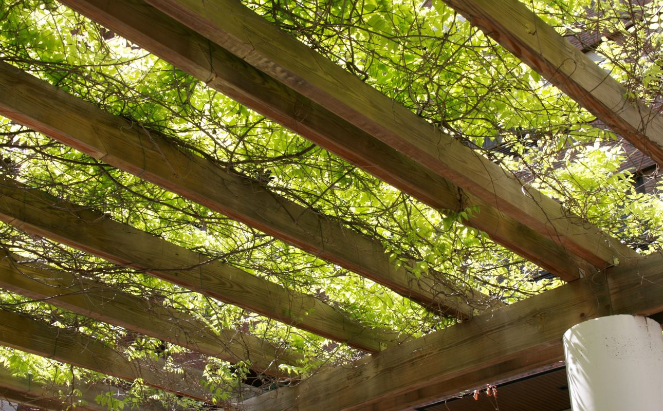 Can You Build A Pergola With Untreated Wood? (Explained) TheHomeWiser