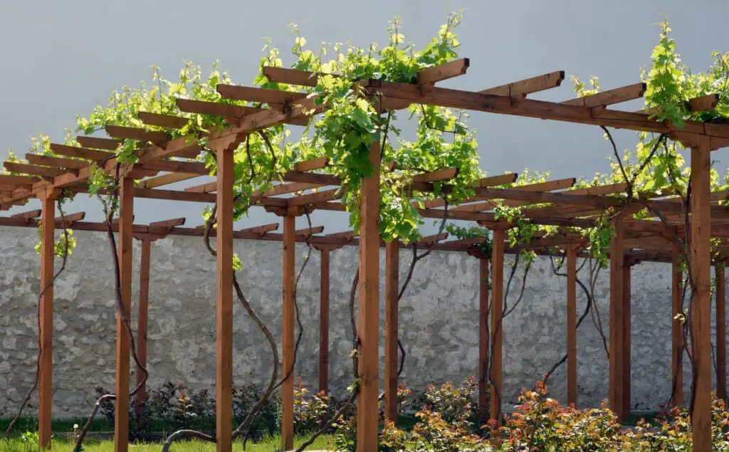 difference between pergola and trellis (3)