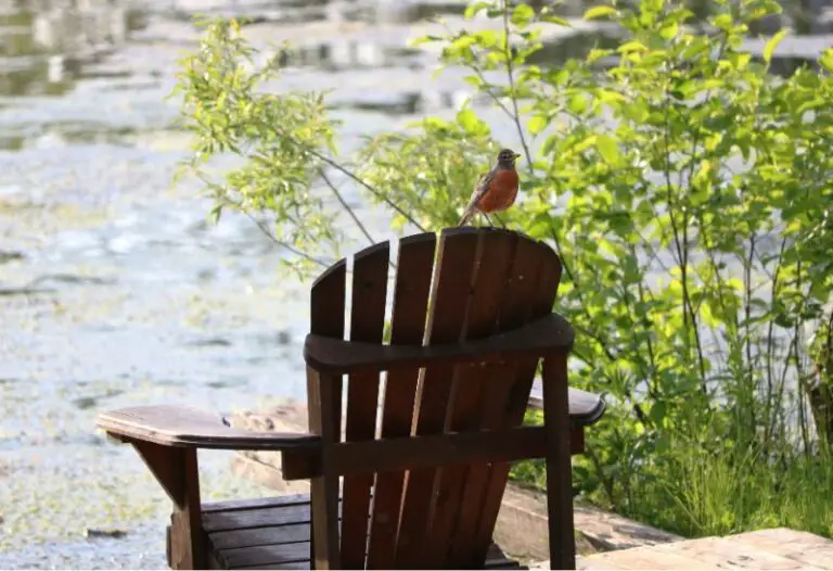 How to Keep Birds Off Adirondack Chairs: A Complete Guide